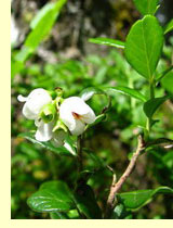 Брусника (V.Vitis idaea L) Брусника (V.Vitis idaea L)